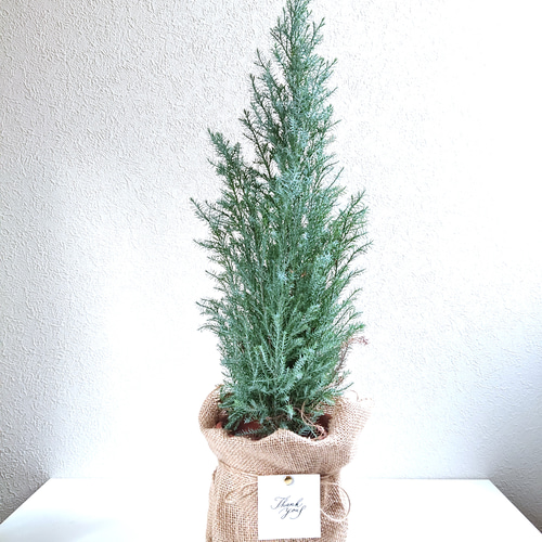 ○限定○ 星形のシルバーリーフ 針葉樹 コニファー 大きめ ”ホワイト