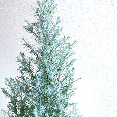 星形のシルバーリーフ 針葉樹 コニファー 大きめ ”ホワイト・シルバー