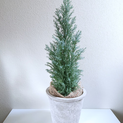 星形のシルバーリーフ 針葉樹 コニファー 大きめ ”ホワイト・シルバー