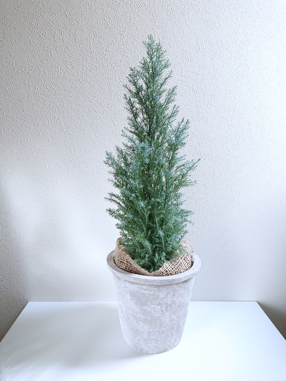 星形のシルバーリーフ 針葉樹 コニファー 大きめ ”ホワイト