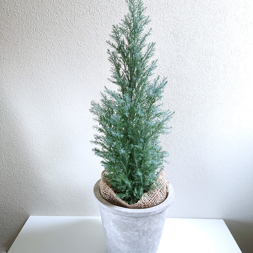 中型コニファー グレー鉢　送料無料 植木鉢 おしゃれ 大型 プランター 観葉植物 人気 おすすめ