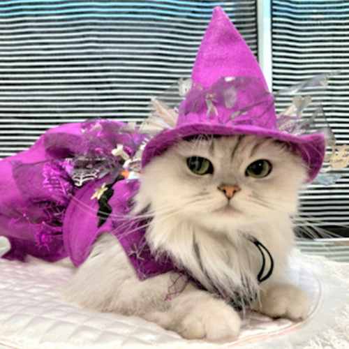 犬服 ハロウィンワンピース パープル-2（かぼちゃ、館、星