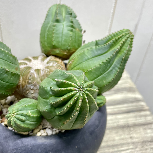 子株いっぱい ユーフォルビア オベサ /Euphorbia Obesa アンティーク