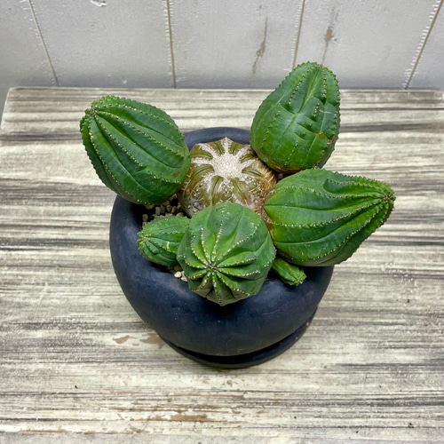 子株いっぱい ユーフォルビア オベサ /Euphorbia Obesa アンティーク