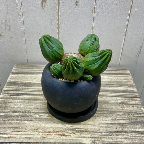 ユーフォルビア・オベサ (Euphorbia obesa) 雌株/伝市鉢入り 子株いっぱい ユーフォルビア オベサ /Euphorbia Obesa アンティーク