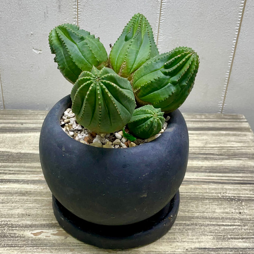 種取に◎ オベサ　ユーフォルビア　子株もたくさん 子株いっぱい ユーフォルビア オベサ /Euphorbia Obesa アンティーク