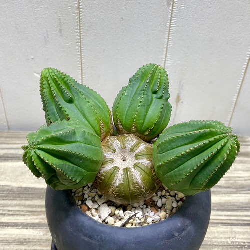 子株いっぱい ユーフォルビア オベサ /Euphorbia Obesa アンティーク
