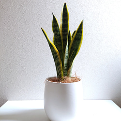 ERICA♡　サンスベリア　ローレンティ　陶器鉢　植え込み発送 ERICA♡様専用 サンスベリア ローレンティ 陶器鉢 植え込み発送