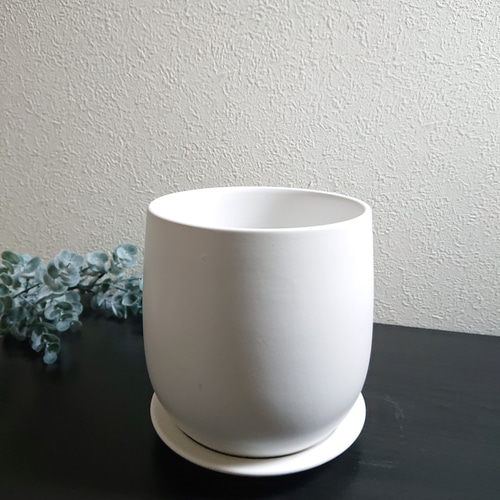 ○数量限定○空気浄化植物○”サンスベリア・ローレンティ eggホワイト