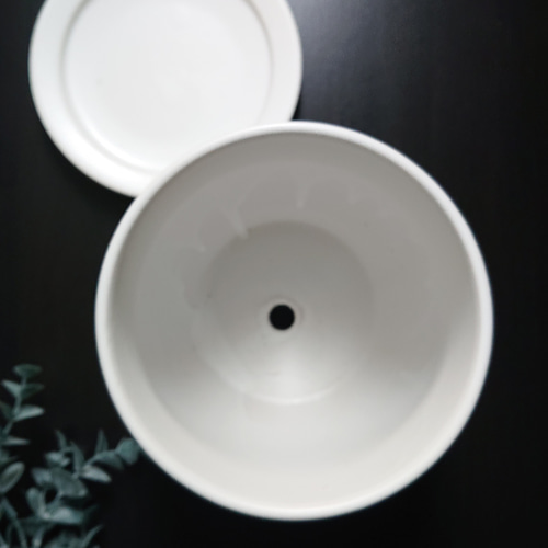 ○数量限定○空気浄化植物○”サンスベリア・ローレンティ eggホワイト