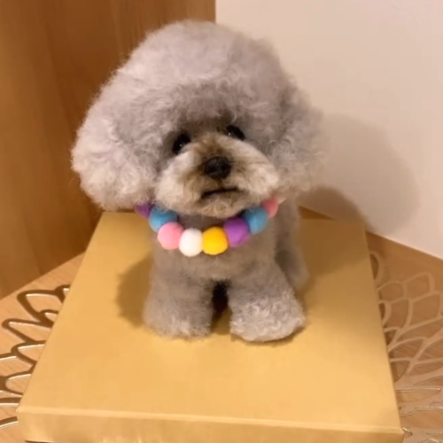 ★ kyss⭐︎プロフ必読★羊毛フェルト【トイプードル】犬　オーダー　マック ☆ kyss⭐︎プロフ必読☆羊毛フェルト【トイプードル】犬