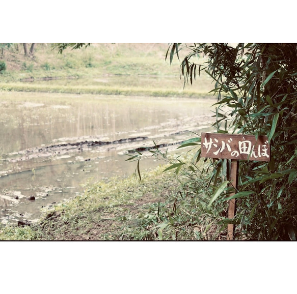 サシバの里自然学校の米ぬか石鹸 7枚目の画像