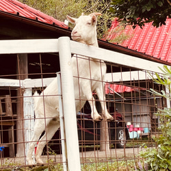 サシバの里自然学校の米ぬか石鹸 5枚目の画像