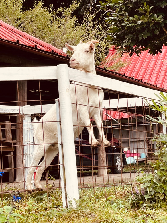 サシバの里自然学校の米ぬか石鹸 5枚目の画像