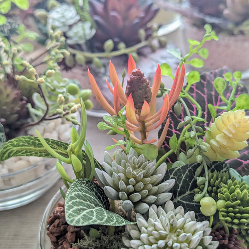 多肉植物＆グリーンアレンジメント カラーストーン テラコッタ