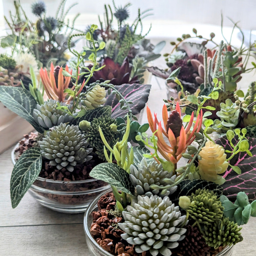 [非売品]ナチュラル多肉植物アレンジメント 壁掛け① 非売品]ナチュラル多肉植物アレンジメント 壁掛け①