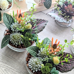 [非売品] ナチュラル多肉植物アレンジメント 壁掛け② 非売品]ナチュラル多肉植物アレンジメント 壁掛け①