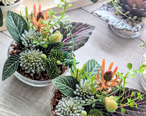 [非売品]ナチュラル多肉植物アレンジメント 壁掛け① 非売品]ナチュラル多肉植物アレンジメント 壁掛け① 非売品
