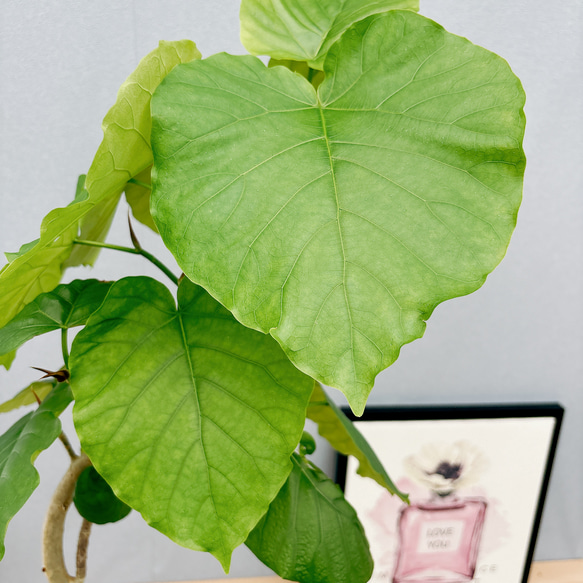 フィカス ウンベラータ 曲がり 2【現品】観葉植物 室内 大型