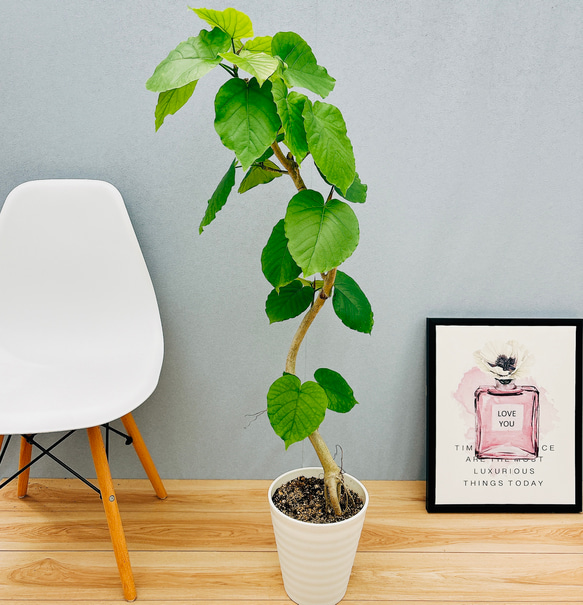 フィカス ウンベラータ 曲がり S字 7号 仕立て ゴムの木 お祝い