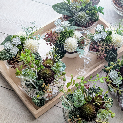 多肉植物＆グリーンアレンジメント カラーストーン WH 寄せ植え風