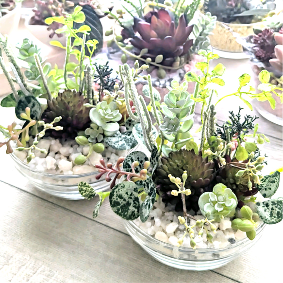 多肉植物＆グリーンアレンジメント カラーストーン WH 寄せ植え風