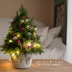 赤い実が灯る大人のクリスマスツリー＊32cm＊プリザーブド卓上サイズ 9枚目の画像