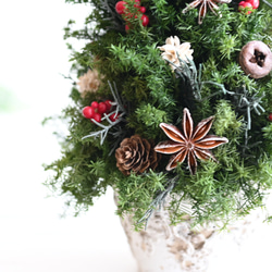 赤い実が灯る大人のクリスマスツリー＊32cm＊プリザーブド卓上サイズ 3枚目の画像