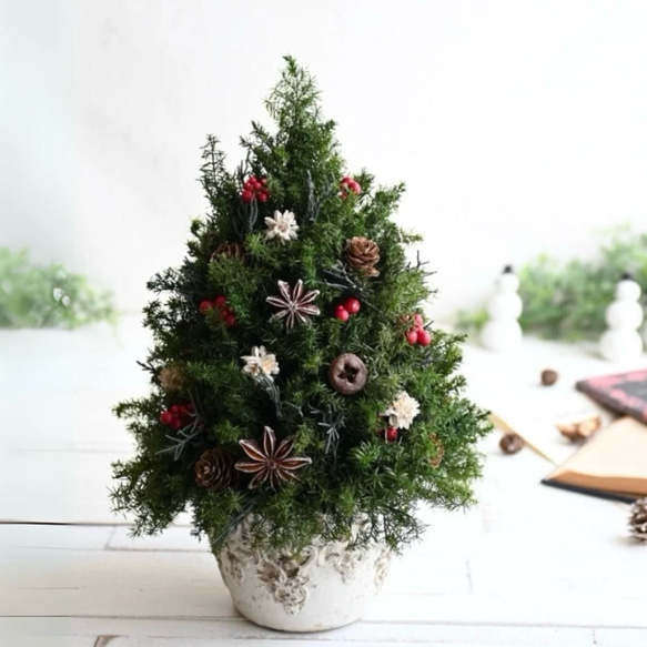 赤い実が灯る大人のクリスマスツリー＊32cm＊プリザーブド卓上サイズ 1枚目の画像