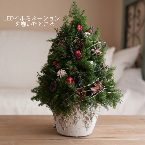 赤い実が灯る大人のクリスマスツリー＊32cm＊プリザーブド卓上サイズ