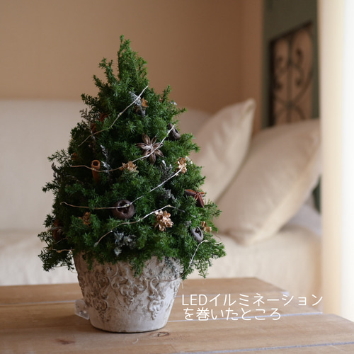 色味を抑えたクリスマスツリー＊32cm＊ゴールド プリザーブド卓上
