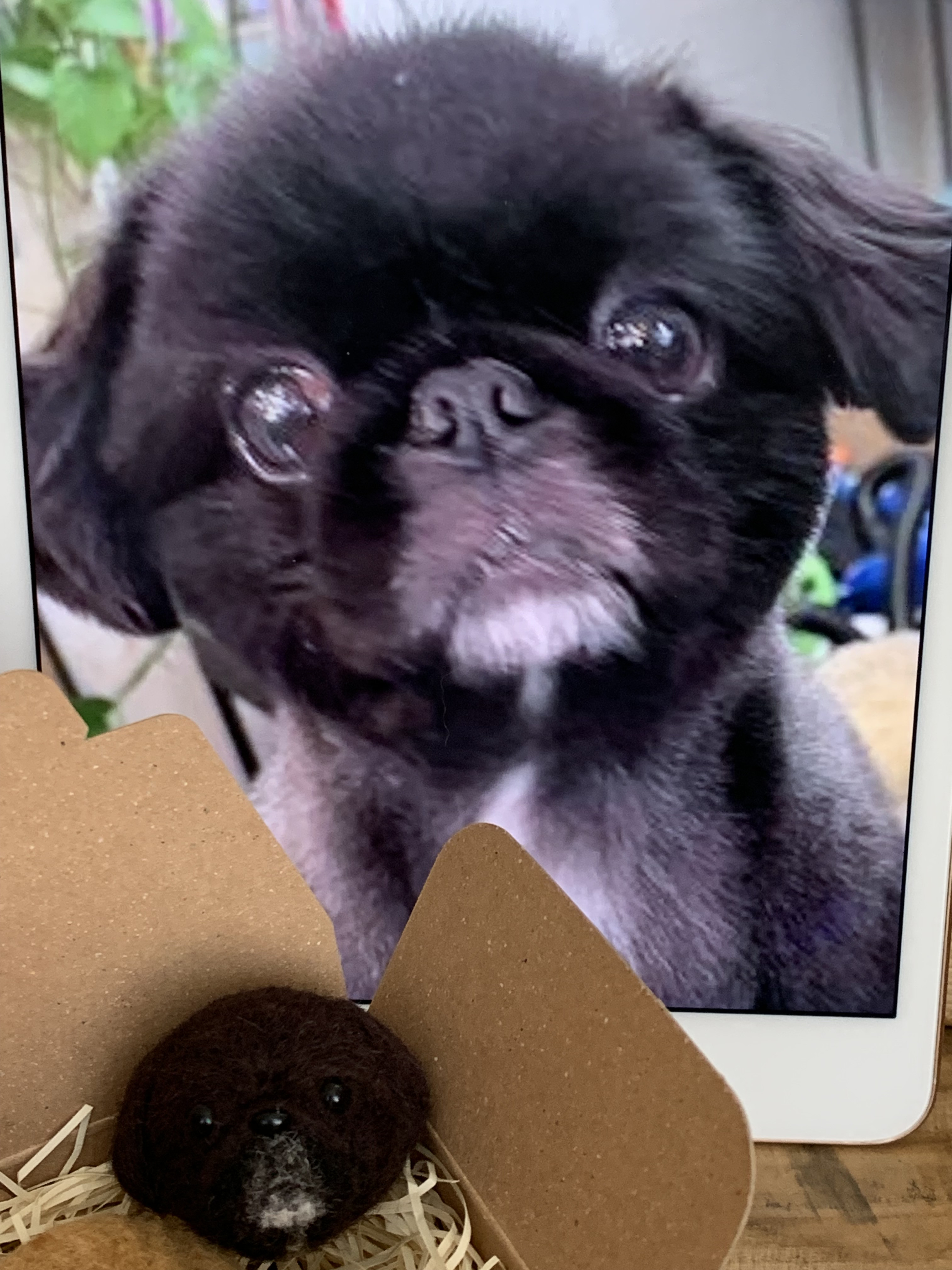 ⭐︎rara ご確認用 ビションフリーゼ 羊毛フェルト