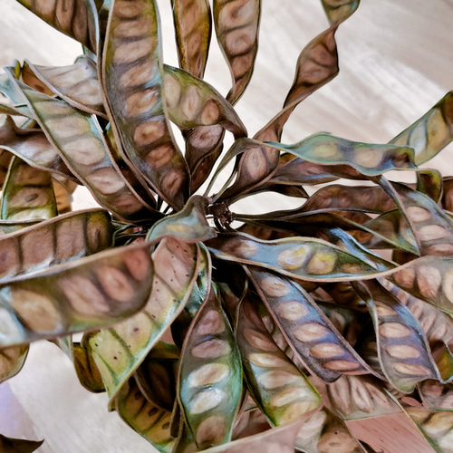 Branche様 確認用 ギンネム・ドライフラワーカット 沖縄県 ギンネム