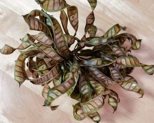 Branche様　確認用　ギンネム・ドライフラワーカット Branche様 確認用 ギンネム・ドライフラワーカット 沖縄県 ギンネム