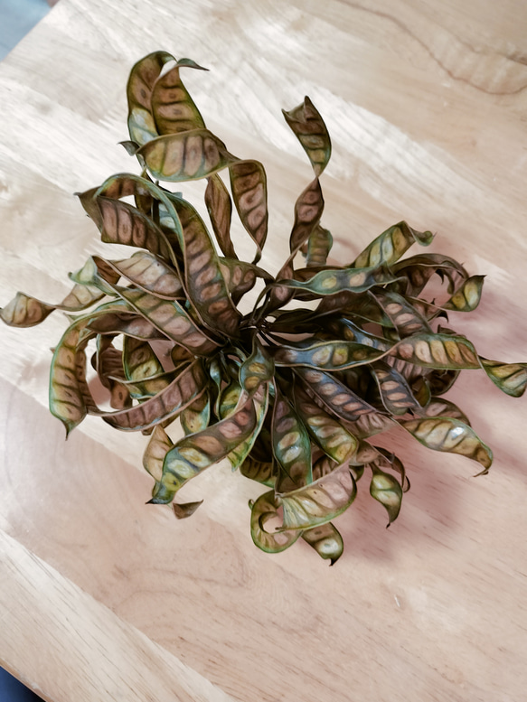 Branche様　確認用　ギンネム・ドライフラワーカット 沖縄県 ギンネム ドライフラワー その他インテリア雑貨 mimi 通販