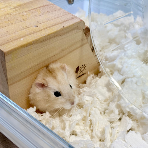 ジャンガリアンハムスターのぬいぐるみ《セミオーダー可》 ぬいぐるみ