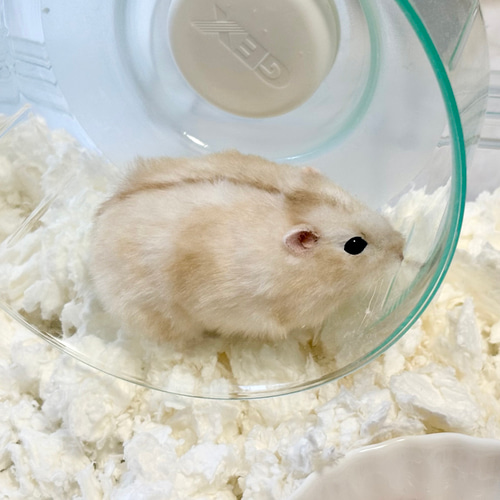 ダンシングハムスター 9体まとめて 現状品 ヴィンテージ ぬいぐるみ