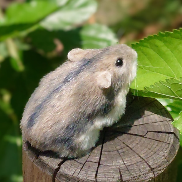 ハムスターのぬいぐるみ《セミオーダー可》 ぬいぐるみ Hamster
