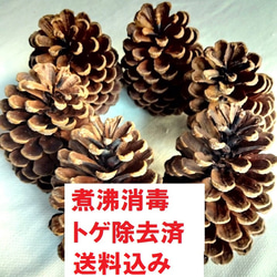 松ぼっくり リース材料 大王松 松かさ 煮沸消毒済み トゲ除去済み 送料
