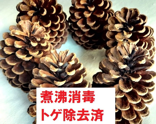 松ぼっくり リース材料 大王松 松かさ 煮沸消毒済み トゲ除去済み 送料