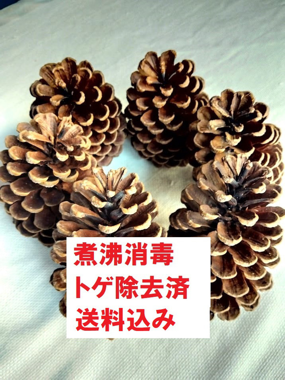 松ぼっくり リース材料 大王松 松かさ 煮沸消毒済み トゲ除去済み 送料
