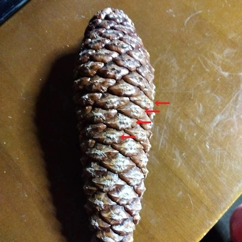 松ぼっくり リース材料 大王松 松かさ 煮沸消毒済み トゲ除去済み 送料