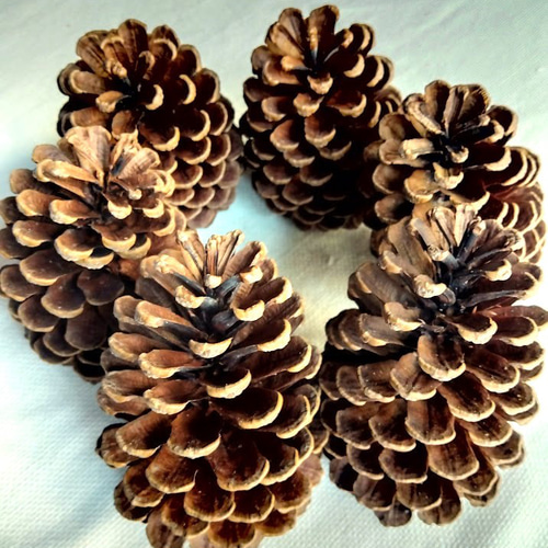 松ぼっくり リース材料 大王松 松かさ 煮沸消毒済み トゲ除去済み 送料