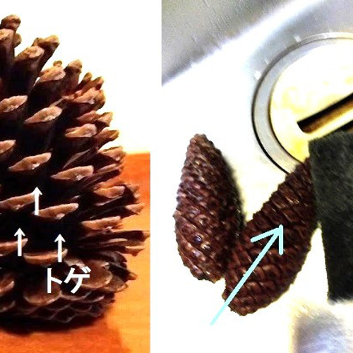 松ぼっくり リース材料 大王松 松かさ 煮沸消毒済み トゲ除去済み 送料