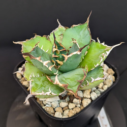 【変異株】新種アガベ 96b9add9a207033a4d4e78423840fc