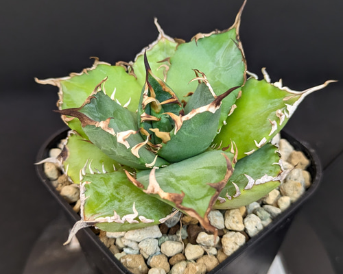 【変異株】新種アガベ N PLANTS ORIGINAL HYBRID 005 ］7 | N PLANTS