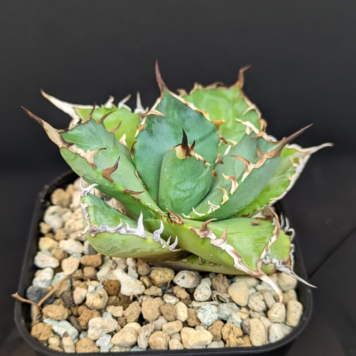 アガベ チタノタ 覇王龍 変異株 多肉植物 SAWAFARM【サワファーム