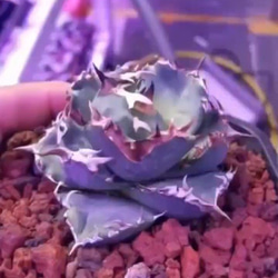 20c630f2cff54d12f9519a9f44de47