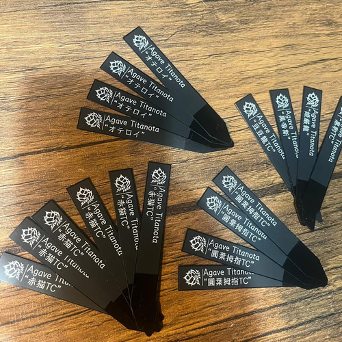 アガベ チタノタ ブラックダイヤモンド 多肉植物 SAWAFARM【サワ