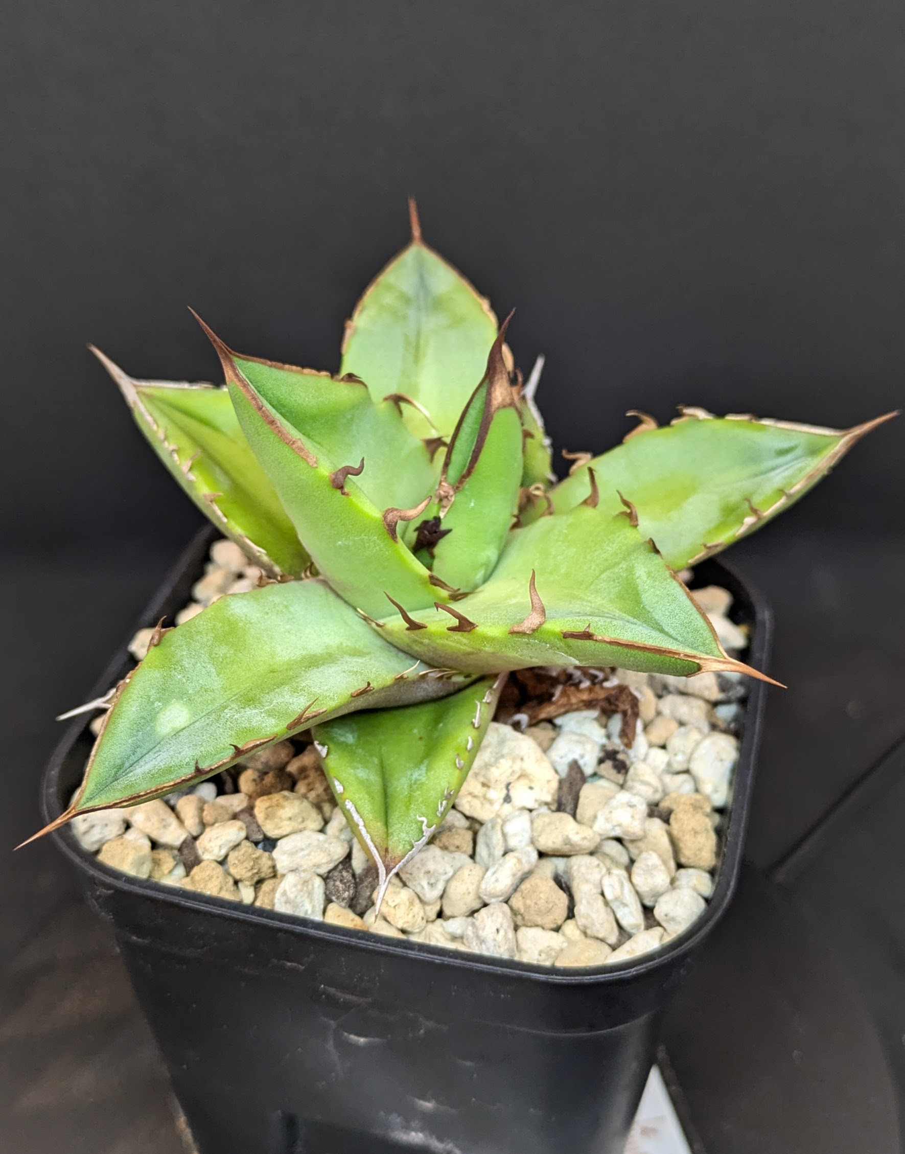 アガベ チタノタ ブラックダイヤモンド 多肉植物 SAWAFARM【サワ